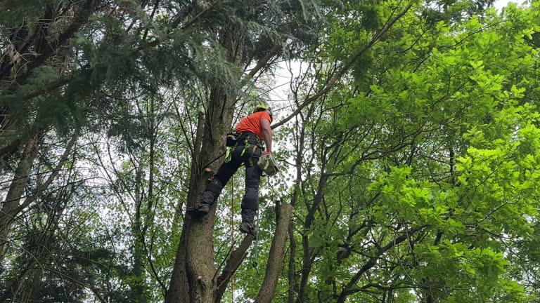 Reliable Ogdensburg, NJ Tree Removal and Landscaping Services Solutions